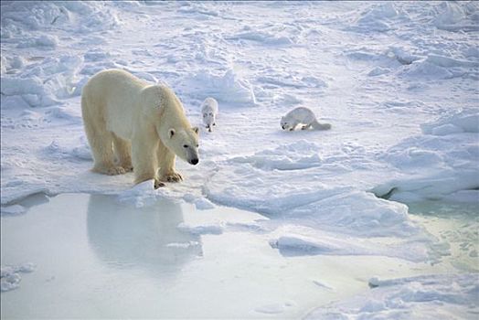 北极熊,北极狐,一对,丘吉尔市,曼尼托巴,加拿大