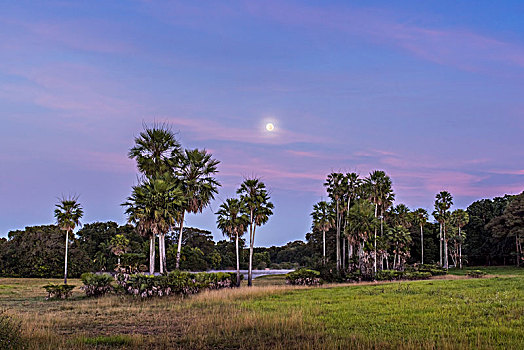 风景,棕榈树,南方,潘塔纳尔,南马托格罗索州,巴西,南美