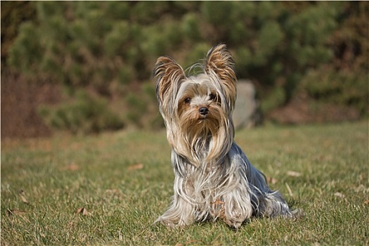 约克郡犬,户外