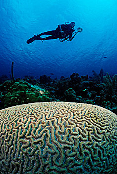 潜水,游泳,高处,脑珊瑚,古巴,加勒比海