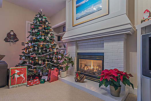 美国,贝尔维尤,礼物,圣诞树,大幅,尺寸