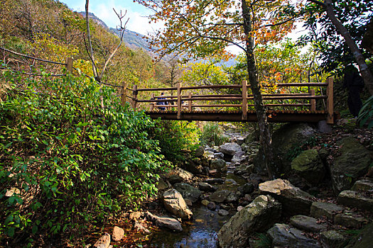 茶人谷,秋色,山,树林