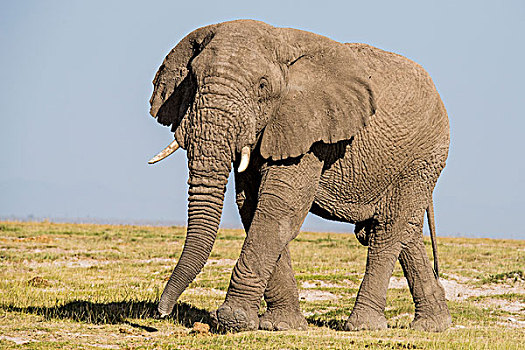 东非,肯尼亚,安伯塞利国家公园,大象,大幅,尺寸