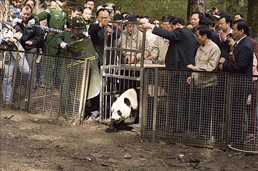 大熊猫,俘获,熊猫,野生,出现,笼子,卧龙自然保护区,中国