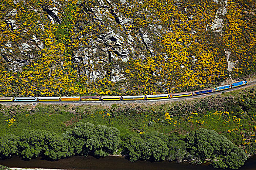 峡谷,列车,金雀花,花,河,靠近,南岛,新西兰