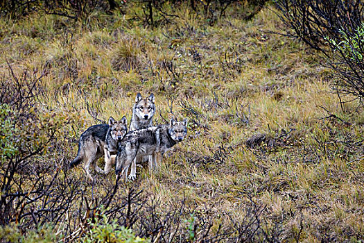 狼,两个,幼仔,德纳里峰国家公园,阿拉斯加