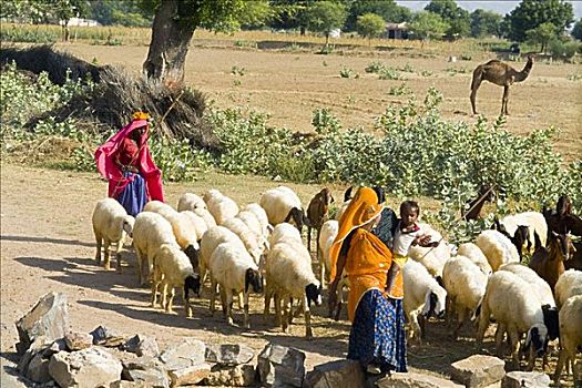 印度,拉贾斯坦邦,伦滕波尔国家公园,女人,牧羊人,绵羊