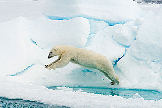 北极熊,跳跃,上方,水,斯瓦尔巴特群岛,挪威