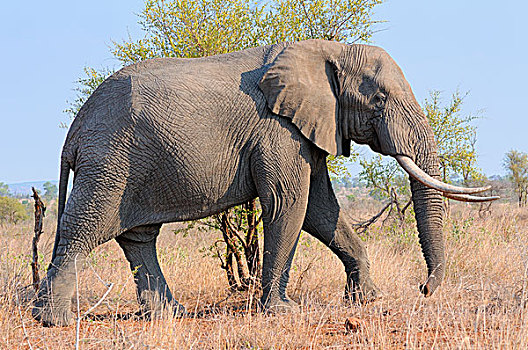 非洲,灌木,非洲象,雄性动物,走,干草,克鲁格国家公园,南非