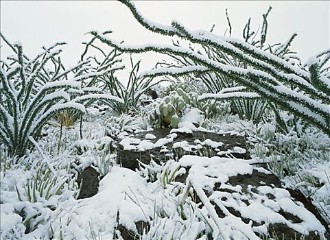 墨西哥刺木,植被,奇瓦瓦沙漠,区域,科阿韦拉州,墨西哥