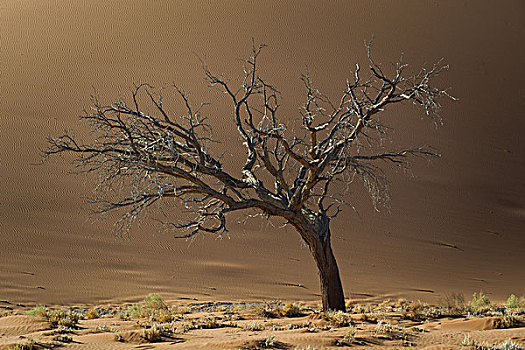 枯木,沙丘,山谷,塞斯瑞姆,区域,纳米比亚,非洲
