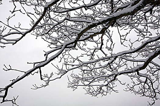 雪,枝条