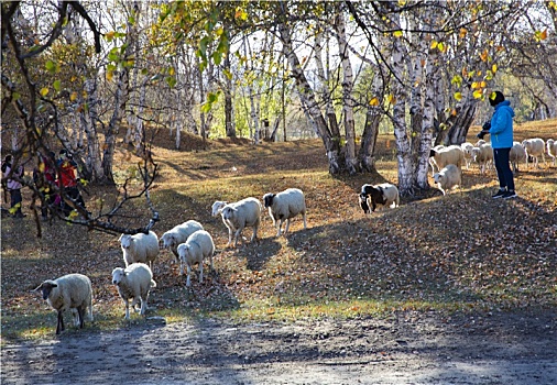 乌兰布统大草原的羊群