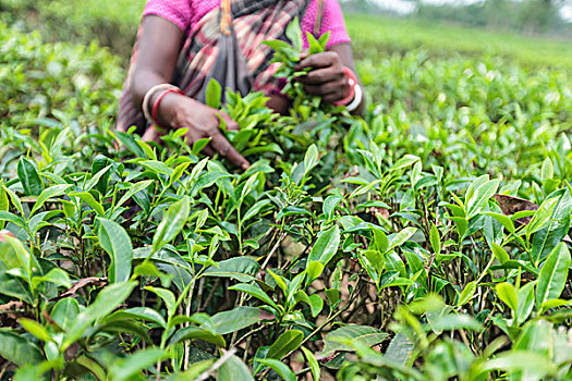 女人,拔,茶叶,茶园,孟加拉