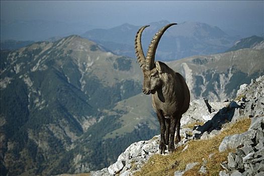 阿尔卑斯野山羊,羱羊,阿尔卑斯山,背景,欧洲