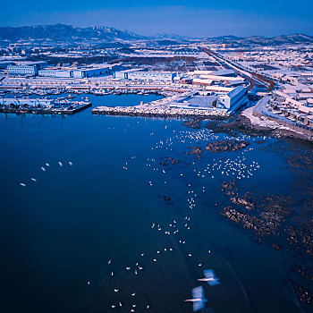 航拍山东威海俚岛镇烟墩角拍摄的冬天雪地天鹅风景