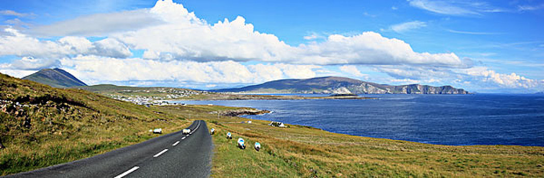 绵羊,海岸,穿过,道路,靠近,阿基尔岛,梅奥县,爱尔兰