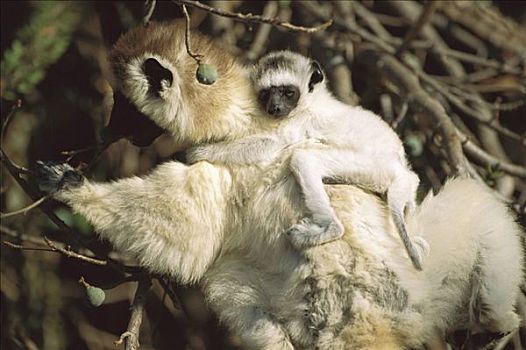 维氏冕狐猴,背影,贝伦提私人保护区,南,马达加斯加