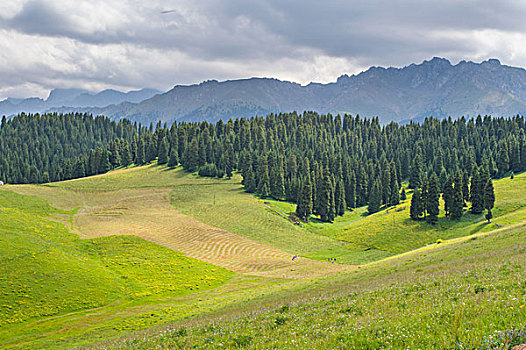 新疆江布拉克草原森林