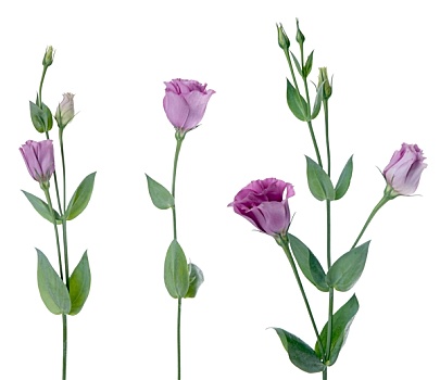漂亮,紫罗兰,花