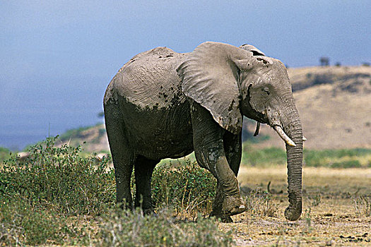 非洲象,成年,大草原,肯尼亚