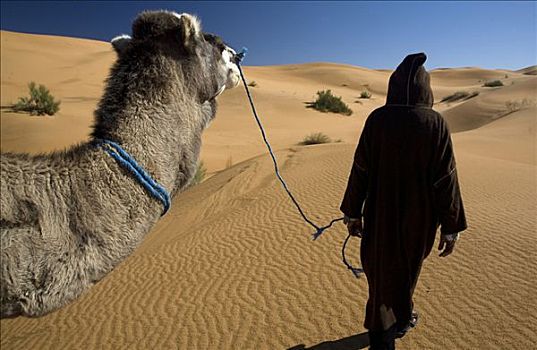 男人,拿着,缰绳,骆驼,走,沙漠,却比沙丘,沙丘,撒哈拉沙漠,摩洛哥