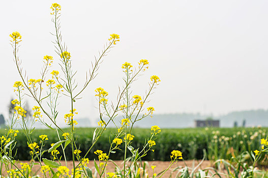 春季农田中盛开的油菜花特写