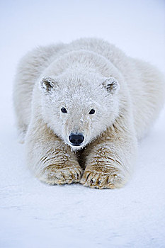 特写,北极熊,休息,浮冰,区域,北极圈,国家野生动植物保护区,北极,阿拉斯加,秋天