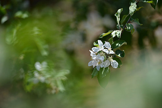 苹果花开