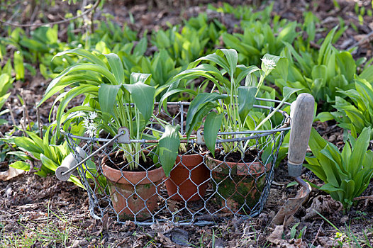 葱属植物,熊葱,陶制容器,铁丝篮,花坛