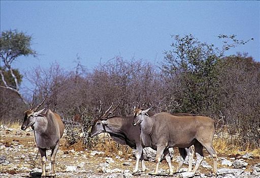 大羚羊,哺乳动物,埃托沙国家公园,纳米比亚,非洲,动物
