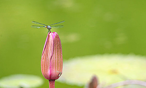 蜻蜓,百合,花