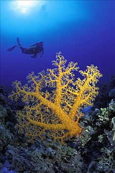 澳大利亚,珊瑚海,珊瑚礁景,潜水
