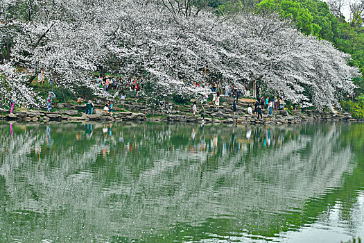 樱花湖,樱花树下,樱花,湖南省植物园