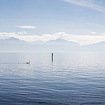一个,天鹅,日内瓦湖