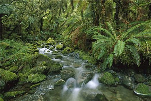 溪流,飘动,温带雨林,峡湾国家公园,新西兰