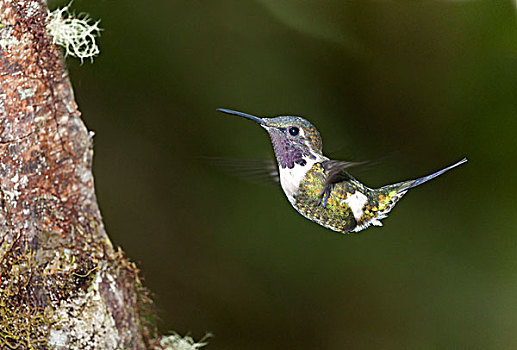 蜂鸟,飞行,自然生境,区域,安第斯,雾林,厄瓜多尔,南美