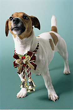 狗,穿,圣诞装饰