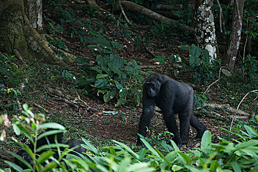 西部低地大猩猩,国家公园,刚果
