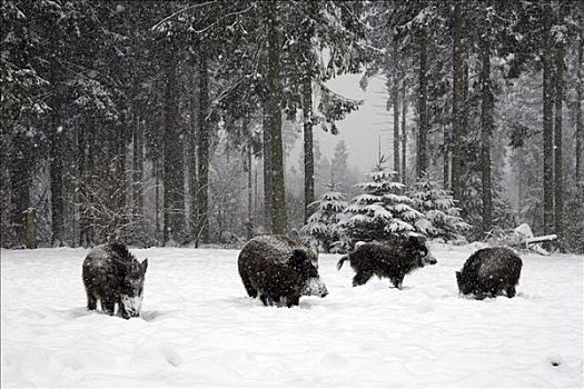 野猪,冬日树林,降雪