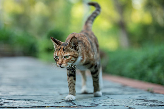 后院花园里玩耍的可爱猫眯