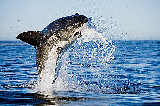 大白鲨,沙鲨属,跳跃,室外,水,诱饵,海豹岛,福尔斯湾,南非