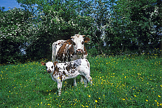 诺曼底,牛,母牛,幼兽
