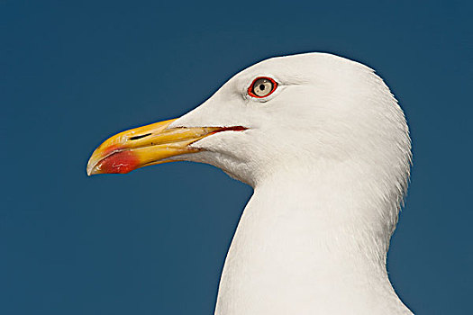 海鸥,里海的海鸥,侧面,直布罗陀,英国