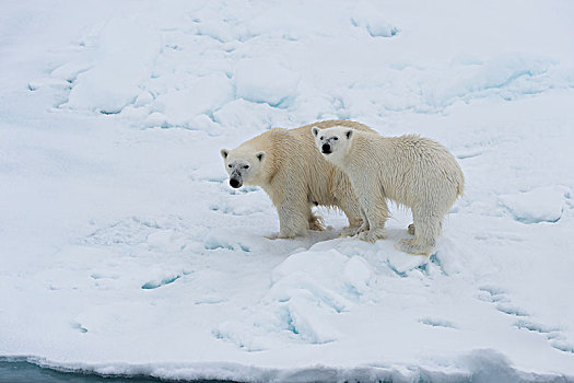 北极熊,幼兽,紧张,融化,浮冰,斯匹次卑尔根岛,岛屿,斯瓦尔巴群岛,挪威,欧洲