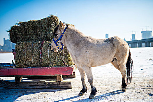 哈尔滨,马匹助力冰雪大世界采冰工作