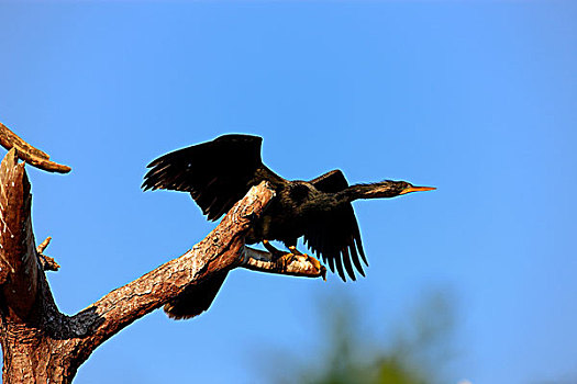蛇鹈鸟,成年,栖息,奥兰多,佛罗里达,美国,北美