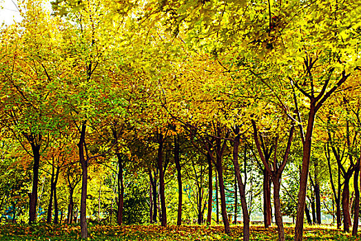 秋天的枫树林