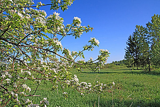白色,春天,树