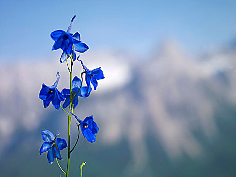 蓝色,高山,耧斗菜